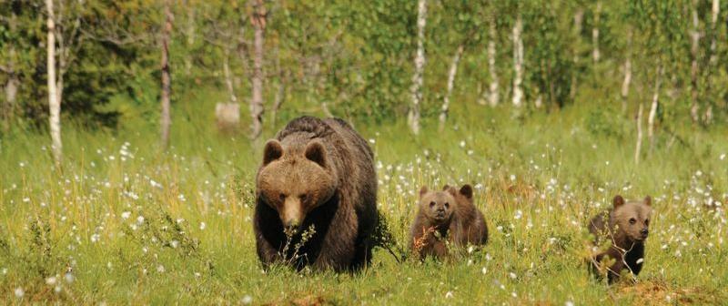 Cover for Three Bears Estimation
