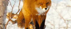 Cover for The Way of the Fox: The Vue Vixens Curriculum
